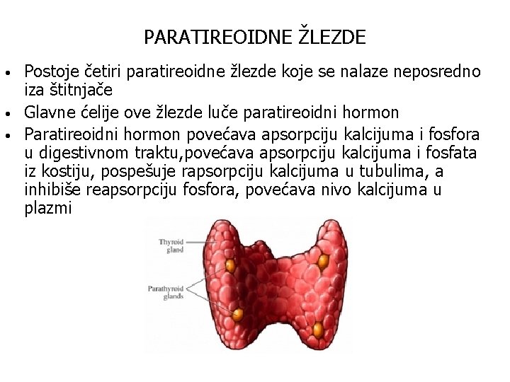 PARATIREOIDNE ŽLEZDE • • • Postoje četiri paratireoidne žlezde koje se nalaze neposredno iza