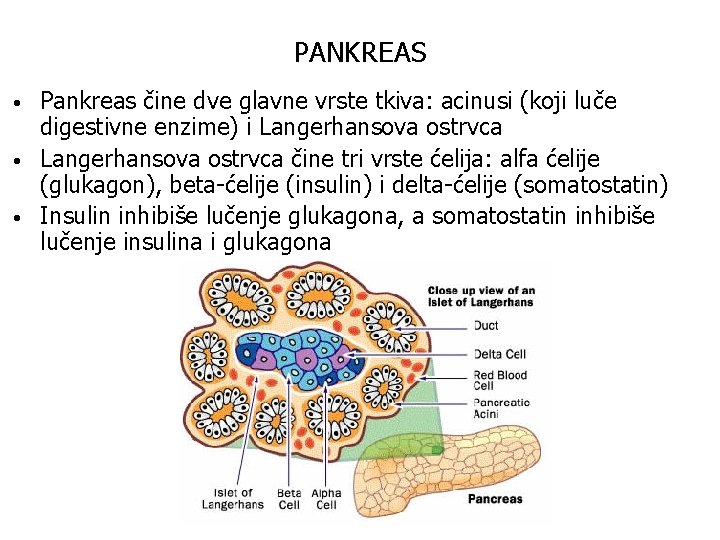 PANKREAS • • • Pankreas čine dve glavne vrste tkiva: acinusi (koji luče digestivne