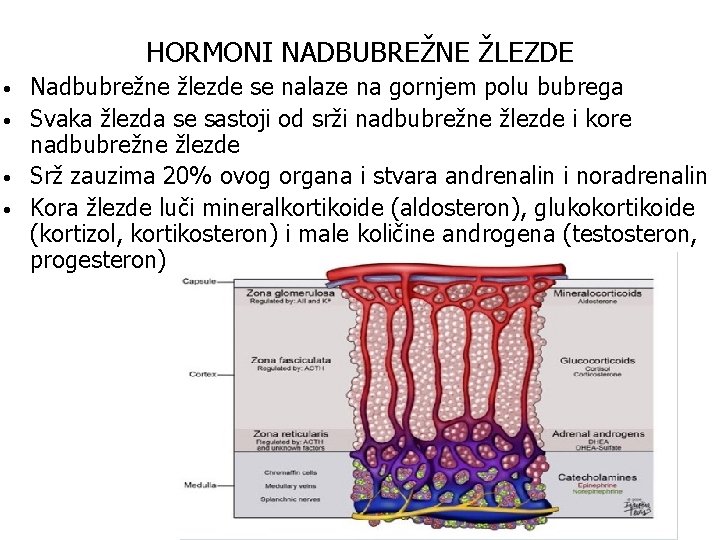 HORMONI NADBUBREŽNE ŽLEZDE • • Nadbubrežne žlezde se nalaze na gornjem polu bubrega Svaka