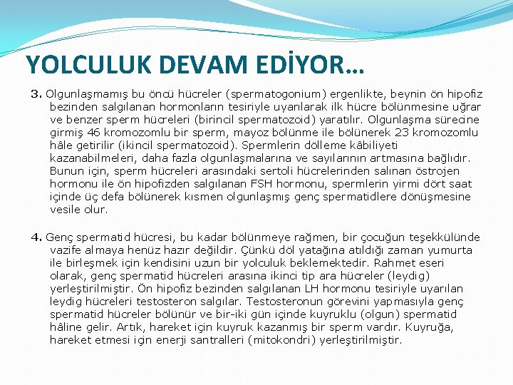 YOLCULUK DEVAM EDİYOR… 3. Olgunlaşmamış bu öncü hücreler (spermatogonium) ergenlikte, beynin ön hipofiz bezinden