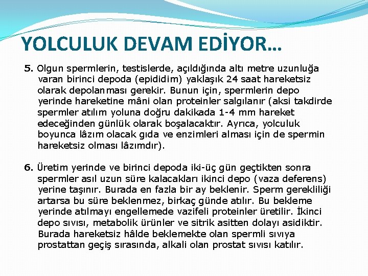 YOLCULUK DEVAM EDİYOR… 5. Olgun spermlerin, testislerde, açıldığında altı metre uzunluğa varan birinci depoda