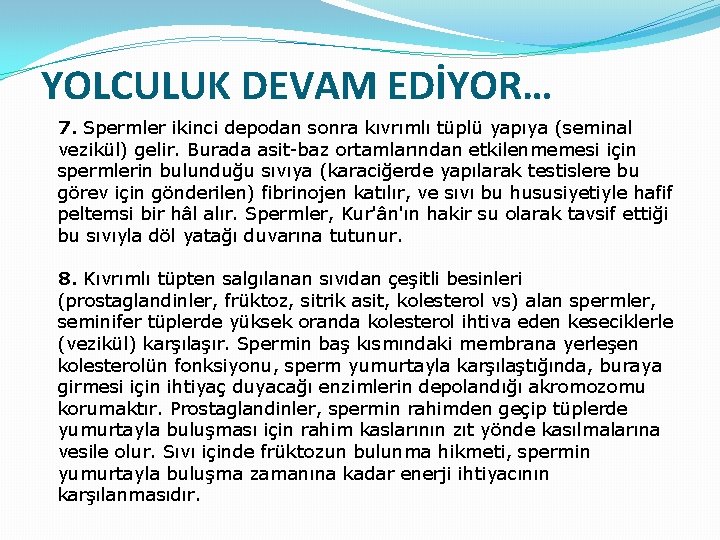 YOLCULUK DEVAM EDİYOR… 7. Spermler ikinci depodan sonra kıvrımlı tüplü yapıya (seminal vezikül) gelir.