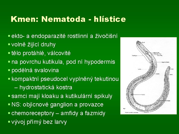 Kmen: Nematoda - hlístice § ekto- a endoparazité rostlinní a živočišní § volně žijící