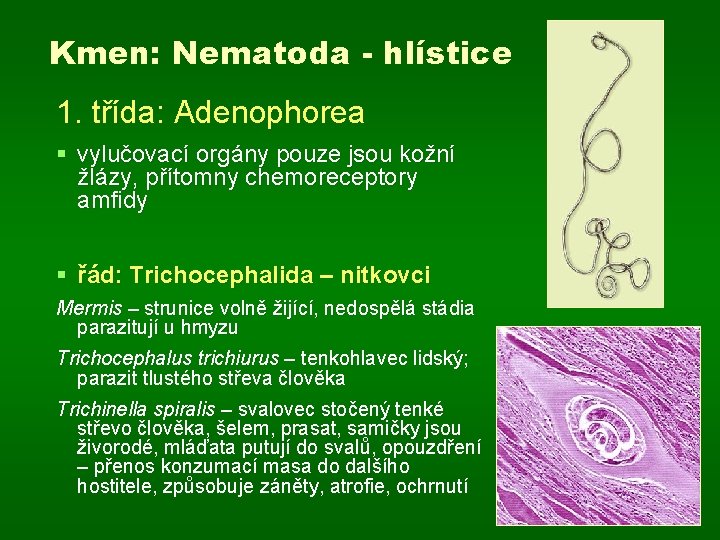 Kmen: Nematoda - hlístice 1. třída: Adenophorea § vylučovací orgány pouze jsou kožní žlázy,