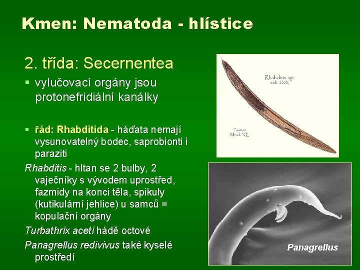 Kmen: Nematoda - hlístice 2. třída: Secernentea § vylučovací orgány jsou protonefridiální kanálky §