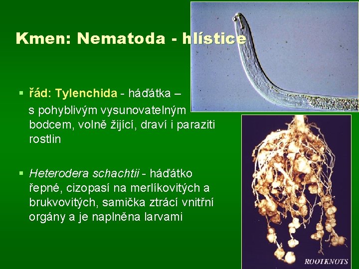 Kmen: Nematoda - hlístice § řád: Tylenchida - háďátka – s pohyblivým vysunovatelným bodcem,