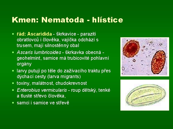 Kmen: Nematoda - hlístice § řád: Ascaridida - škrkavice - paraziti obratlovců i člověka,