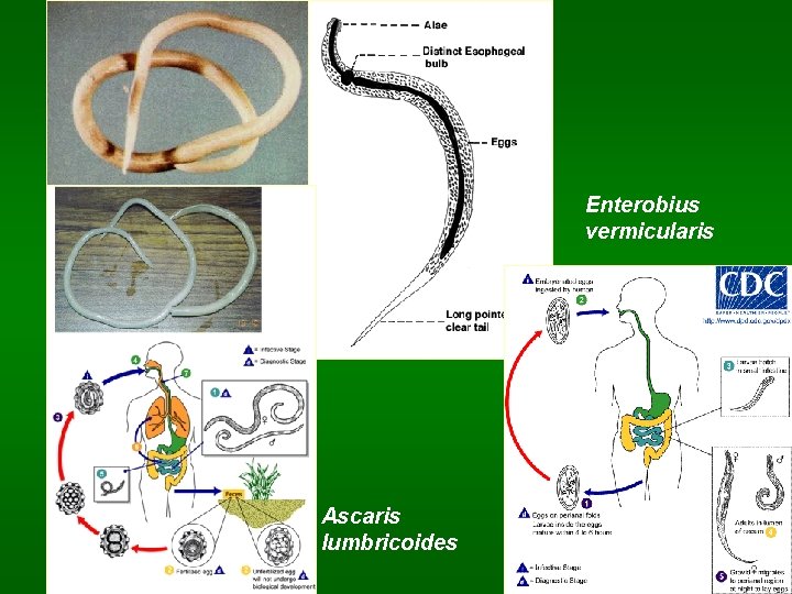 Enterobius vermicularis Ascaris lumbricoides 