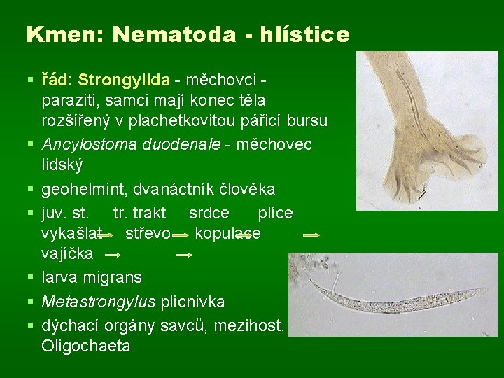 Kmen: Nematoda - hlístice § řád: Strongylida - měchovci paraziti, samci mají konec těla