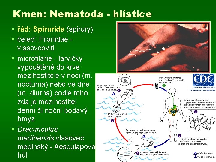 Kmen: Nematoda - hlístice § řád: Spirurida (spirury) § čeleď: Filariidae vlasovcovití § microfilarie