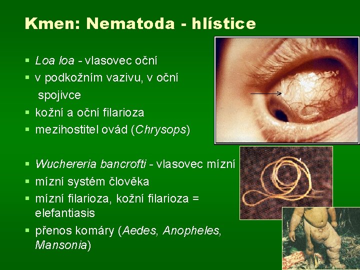 Kmen: Nematoda - hlístice § Loa loa - vlasovec oční § v podkožním vazivu,