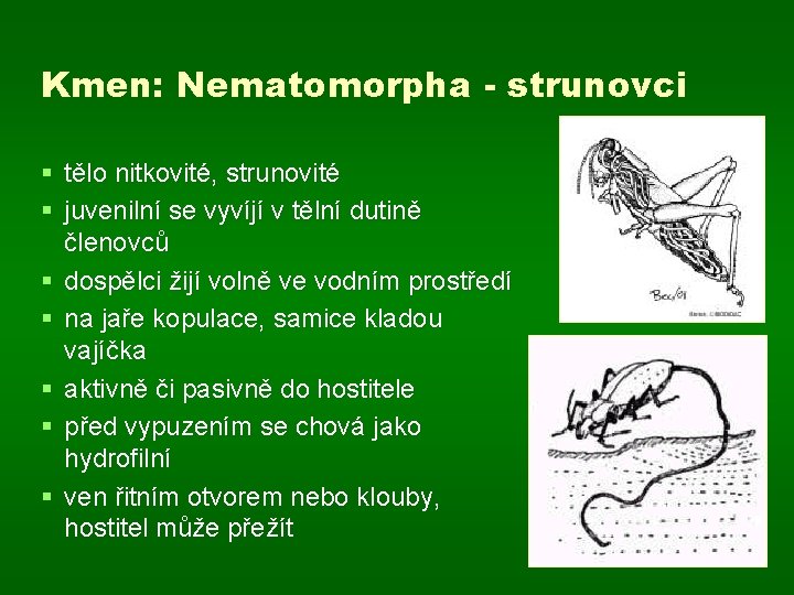 Kmen: Nematomorpha - strunovci § tělo nitkovité, strunovité § juvenilní se vyvíjí v tělní
