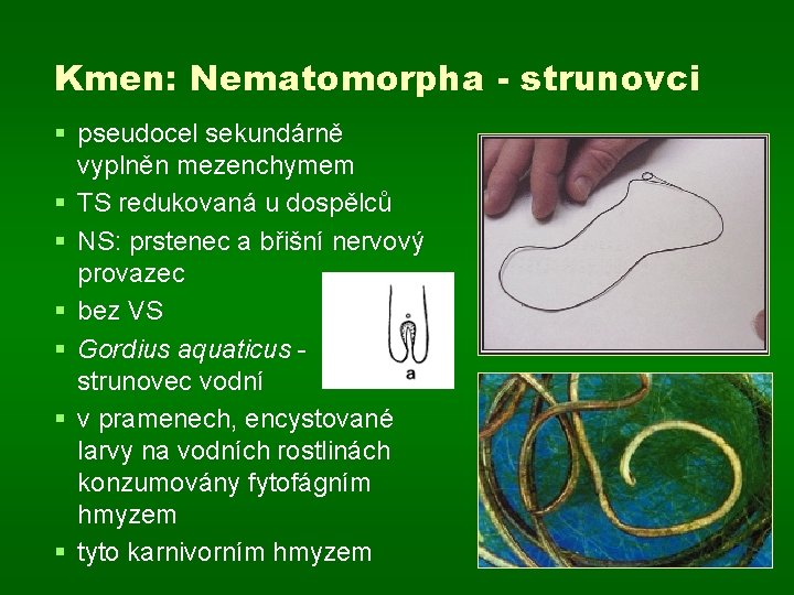 Kmen: Nematomorpha - strunovci § pseudocel sekundárně vyplněn mezenchymem § TS redukovaná u dospělců