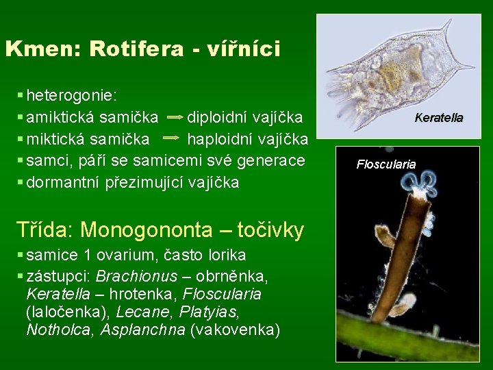 Kmen: Rotifera - vířníci § heterogonie: § amiktická samička diploidní vajíčka § miktická samička