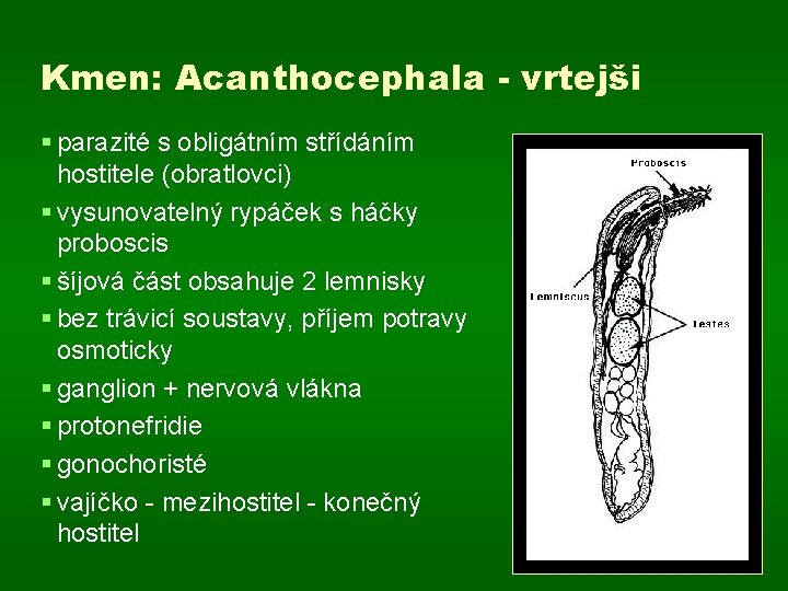 Kmen: Acanthocephala - vrtejši § parazité s obligátním střídáním hostitele (obratlovci) § vysunovatelný rypáček