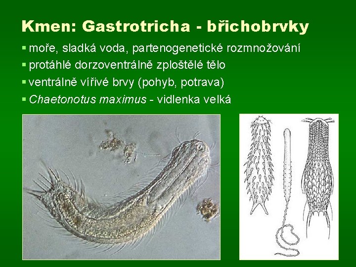 Kmen: Gastrotricha - břichobrvky § moře, sladká voda, partenogenetické rozmnožování § protáhlé dorzoventrálně zploštělé