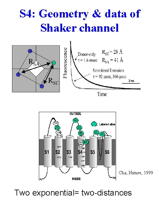 S 4: Geometry & data of Shaker channel Cha, Nature, 1999 Two exponential= two-distances