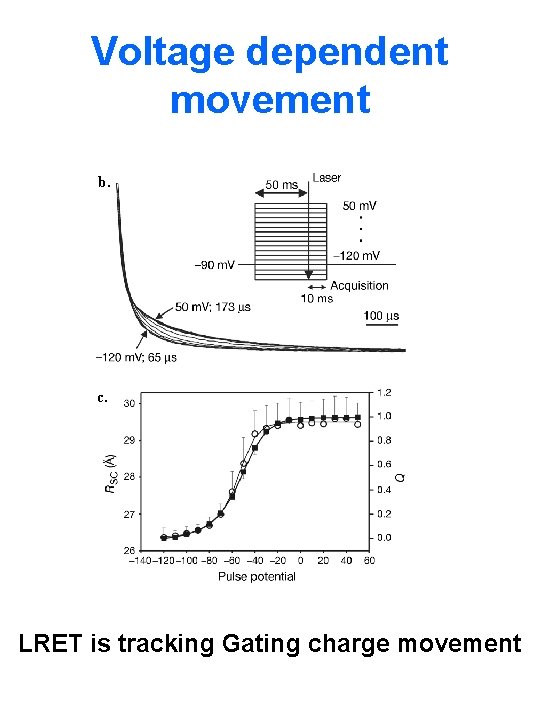Voltage dependent movement b. c. LRET is tracking Gating charge movement 