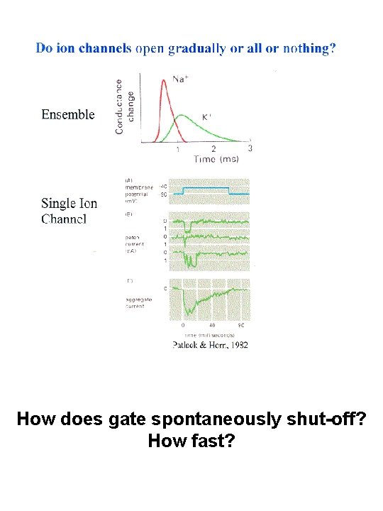 How does gate spontaneously shut-off? How fast? 