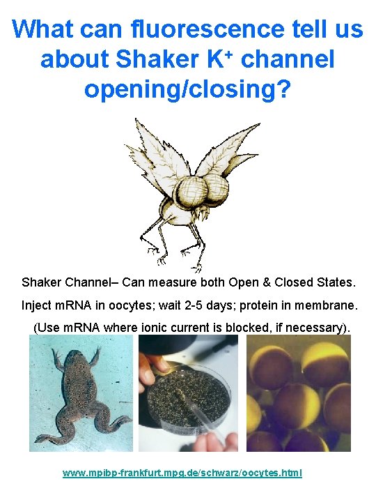 What can fluorescence tell us about Shaker K+ channel opening/closing? Shaker Channel– Can measure