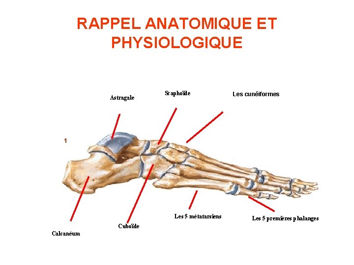 RAPPEL ANATOMIQUE ET PHYSIOLOGIQUE Astragale Scaphoïde Les cunéiformes 1 Les 5 métatarsiens Cuboïde Calcanéum