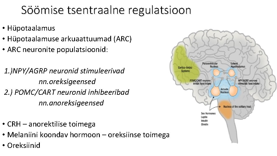 Söömise tsentraalne regulatsioon • Hüpotaalamuse arkuaattuumad (ARC) • ARC neuronite populatsioonid: 1. )NPY/AGRP neuronid