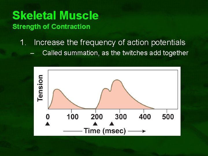 Skeletal Muscle Strength of Contraction 1. Increase the frequency of action potentials – Called