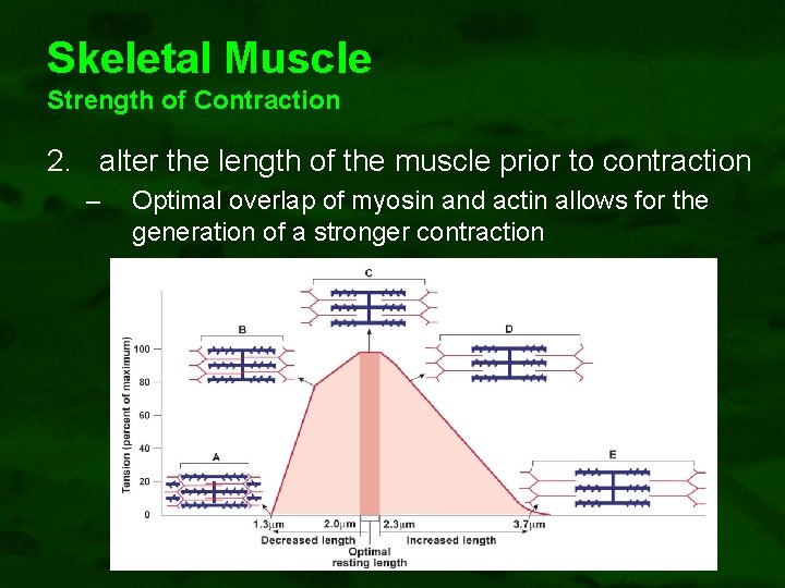 Skeletal Muscle Strength of Contraction 2. alter the length of the muscle prior to