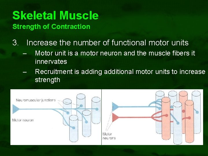 Skeletal Muscle Strength of Contraction 3. Increase the number of functional motor units –