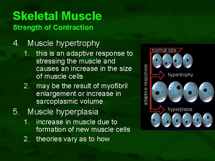 Skeletal Muscle Strength of Contraction 4. Muscle hypertrophy 5. Muscle hyperplasia 1. increase in