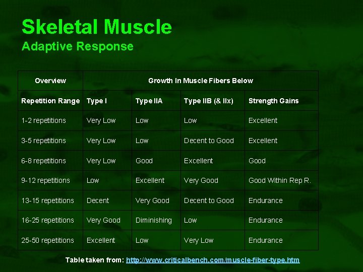 Skeletal Muscle Adaptive Response Overview Growth In Muscle Fibers Below Repetition Range Type IIA