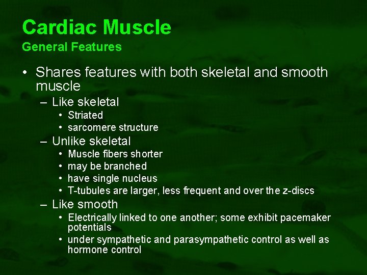 Cardiac Muscle General Features • Shares features with both skeletal and smooth muscle –