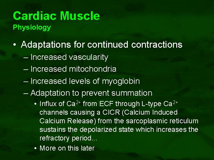 Cardiac Muscle Physiology • Adaptations for continued contractions – Increased vascularity – Increased mitochondria