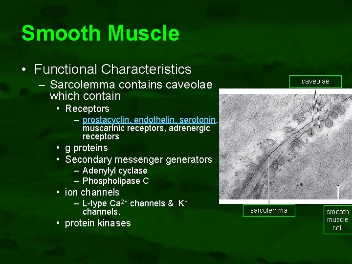 Smooth Muscle • Functional Characteristics – Sarcolemma contains caveolae which contain caveolae • Receptors