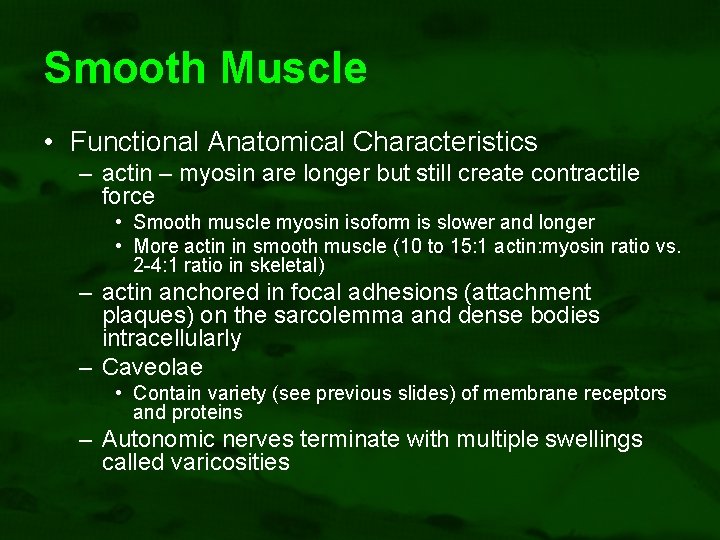 Smooth Muscle • Functional Anatomical Characteristics – actin – myosin are longer but still
