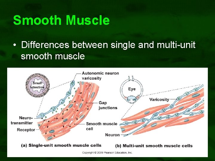 Smooth Muscle • Differences between single and multi-unit smooth muscle 