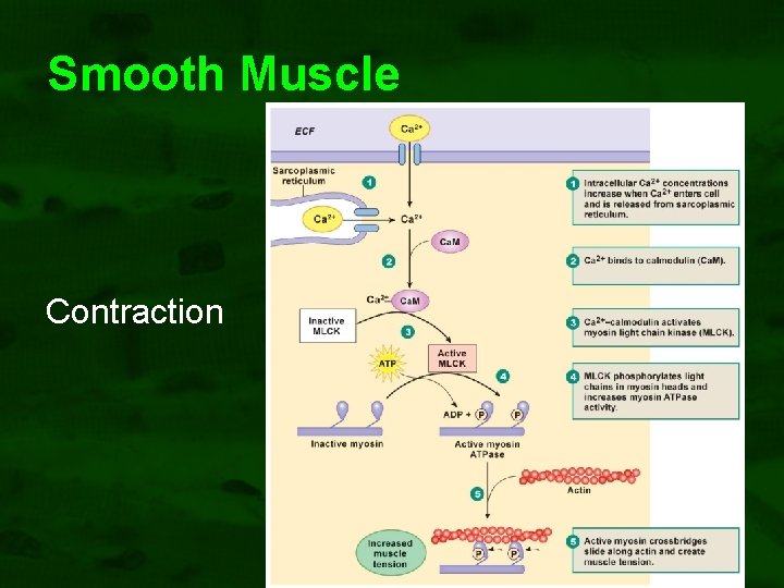Smooth Muscle Contraction 