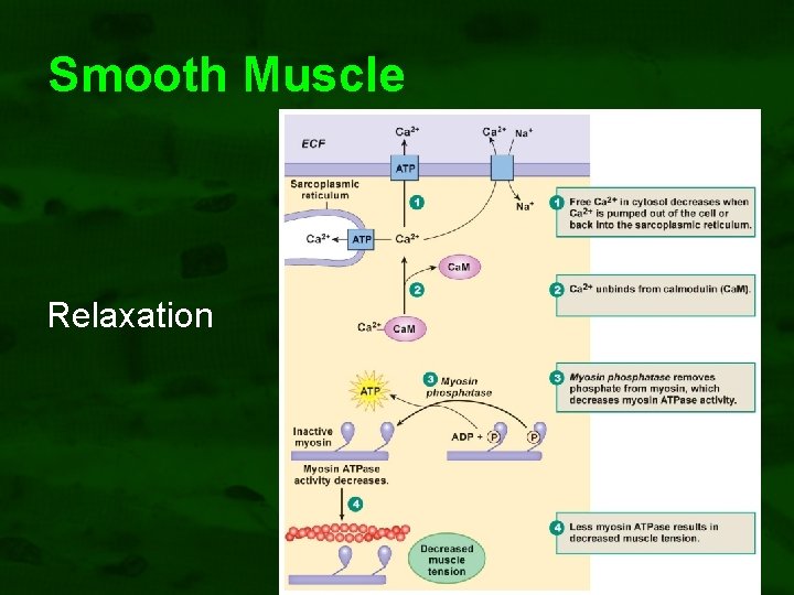 Smooth Muscle Relaxation 