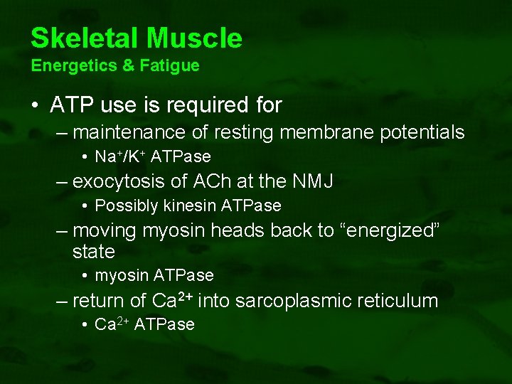 Skeletal Muscle Energetics & Fatigue • ATP use is required for – maintenance of