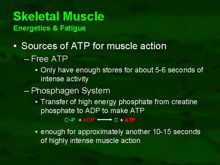 Skeletal Muscle Energetics & Fatigue • Sources of ATP for muscle action – Free