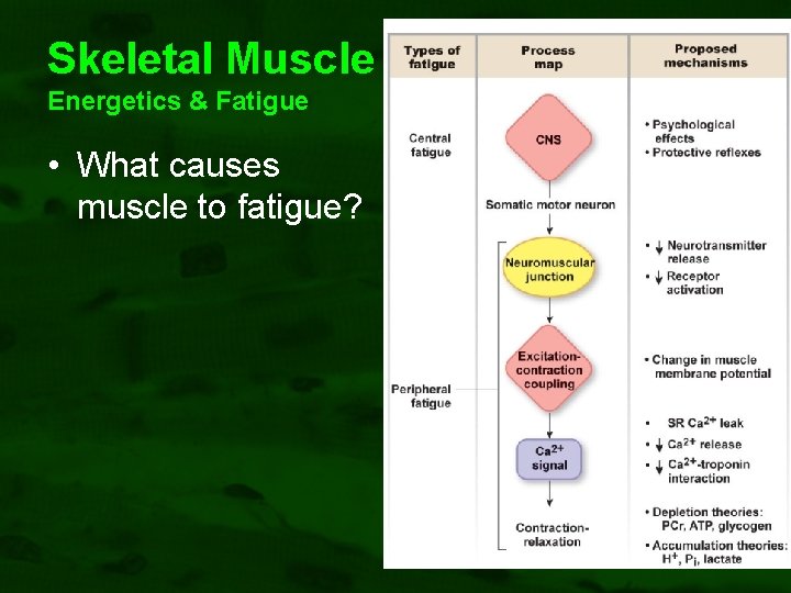 Skeletal Muscle Energetics & Fatigue • What causes muscle to fatigue? 