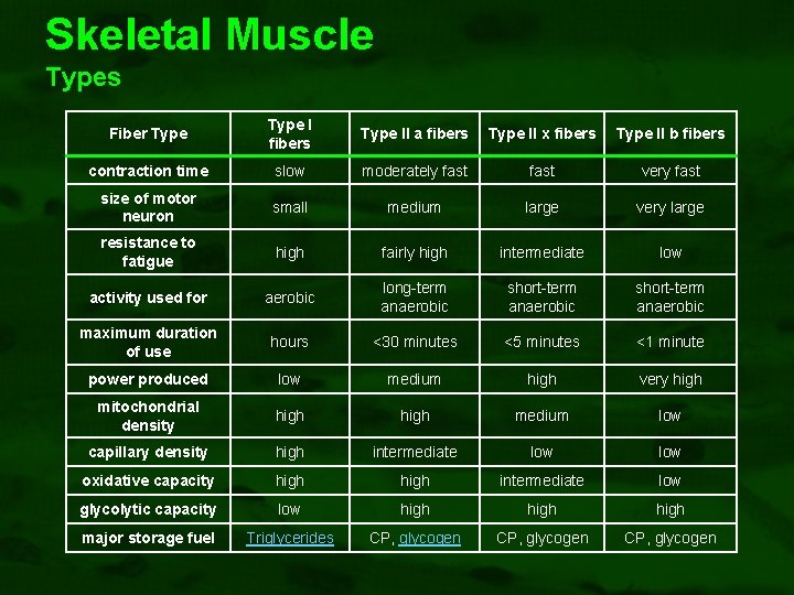 Skeletal Muscle Types Fiber Type I fibers Type II a fibers Type II x