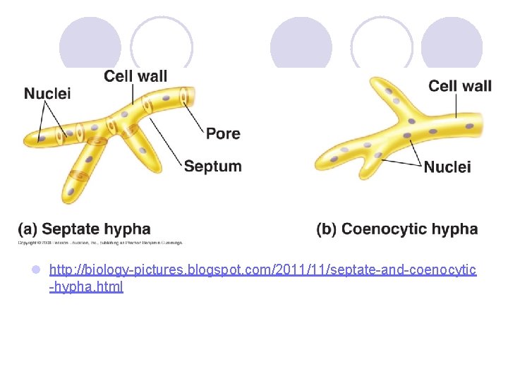 l http: //biology-pictures. blogspot. com/2011/11/septate-and-coenocytic -hypha. html 