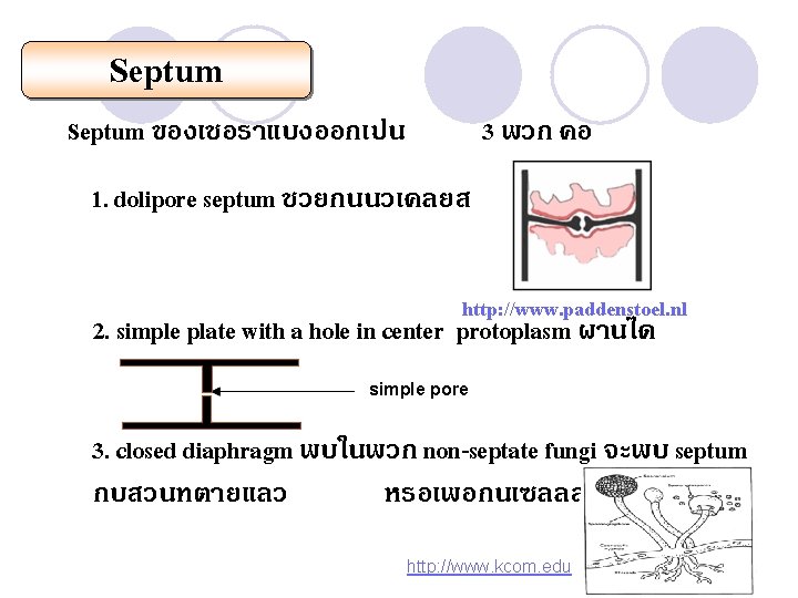 Septum ของเชอราแบงออกเปน 3 พวก คอ 1. dolipore septum ชวยกนนวเคลยส http: //www. paddenstoel. nl 2.