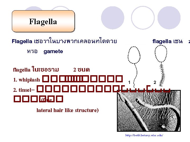 Flagella เชอราในบางพวกเคลอนทไดดวย หรอ gamete flagella เชน z flagella ในเชอราม 2 ชนด 1. whiplash �������