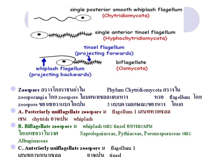 l Zoospore สรางโดยราชนตำใน Phylum Chytridiomycota สรางใน zoosporangia โดย zoospore ไมมผนงเซลลแตมหาง หรอ flagellum โดย zoospore