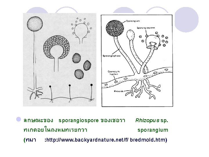 l ลกษณะของ sporangiospore ของเชอรา Rhizopus sp. ทเกดอยในถงหมทเรยกวา sporangium (ทมา : http: //www. backyardnature. net/f/