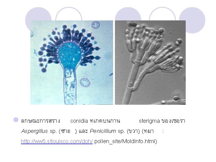 l ลกษณะการสราง conidia ทเกดบนกาน sterigma ของเชอรา Aspergillus sp. (ซาย ) และ Penicillium sp. (ขวา)