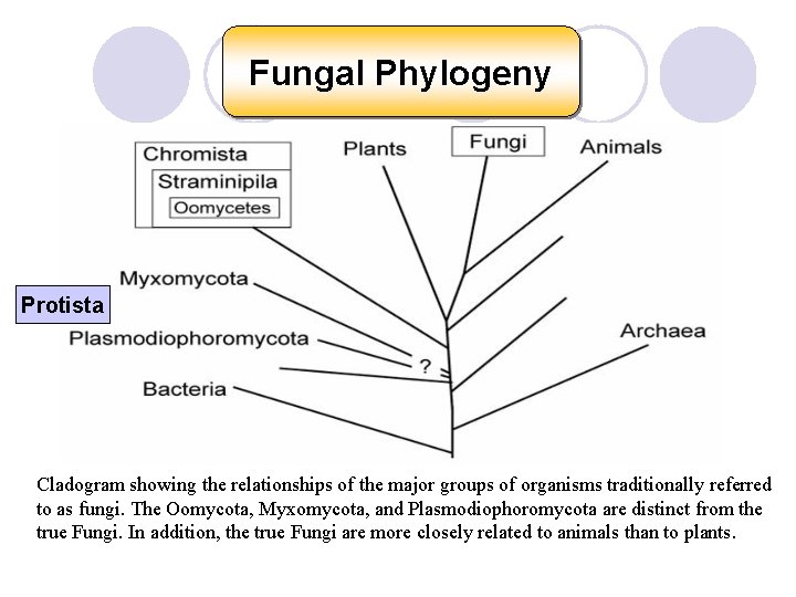 Fungal Phylogeny Protista Cladogram showing the relationships of the major groups of organisms traditionally
