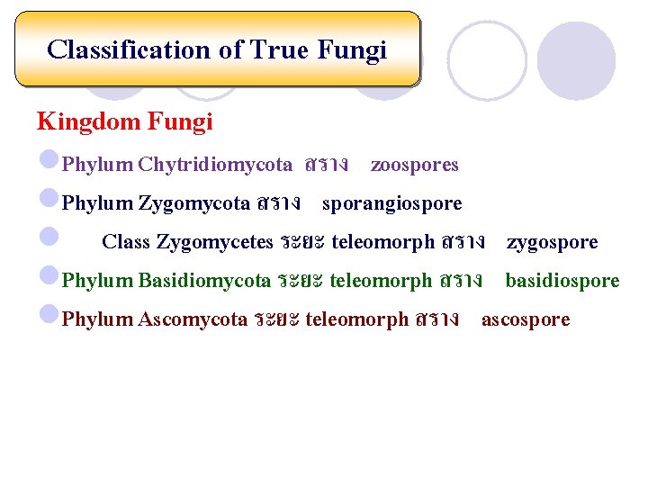 Classification of True Fungi Kingdom Fungi l. Phylum Chytridiomycota สราง zoospores l. Phylum Zygomycota Classification of True Fungi Kingdom Fungi l. Phylum Chytridiomycota สราง zoospores l. Phylum Zygomycota